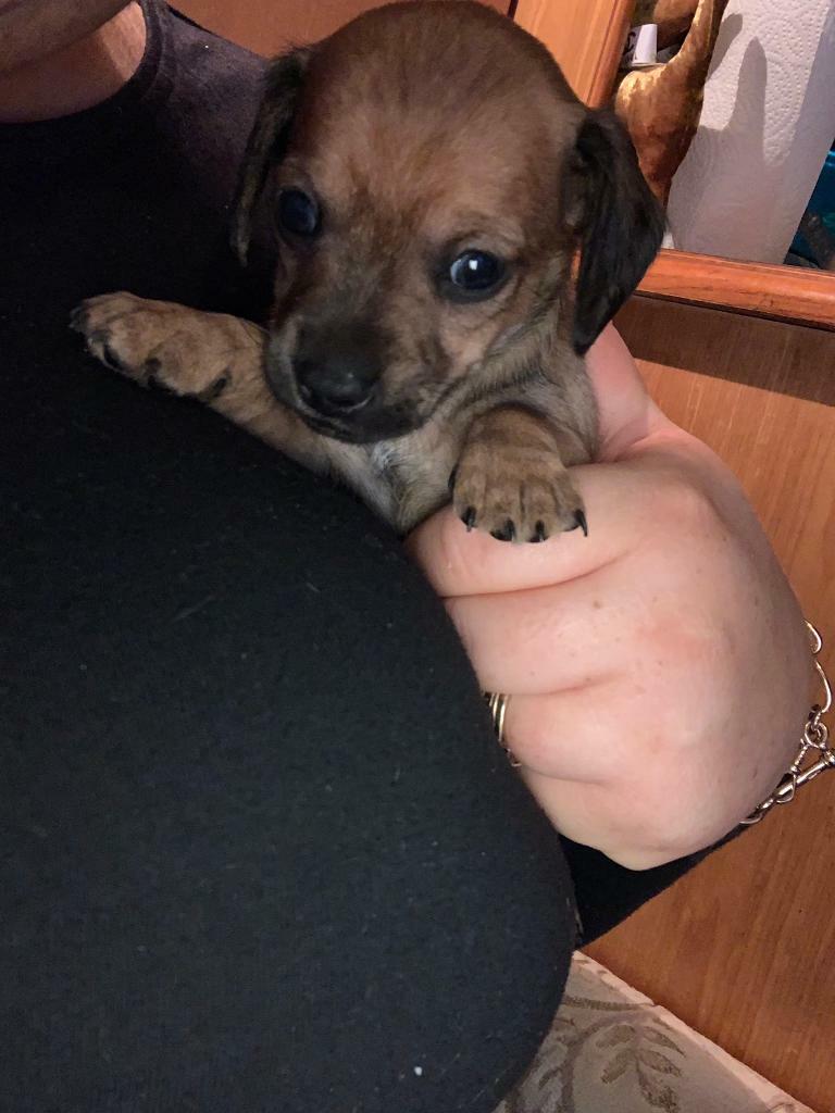 Miniature dachshund x chihuahua puppies. Chiweenie in Epsom, Surrey Gumtree