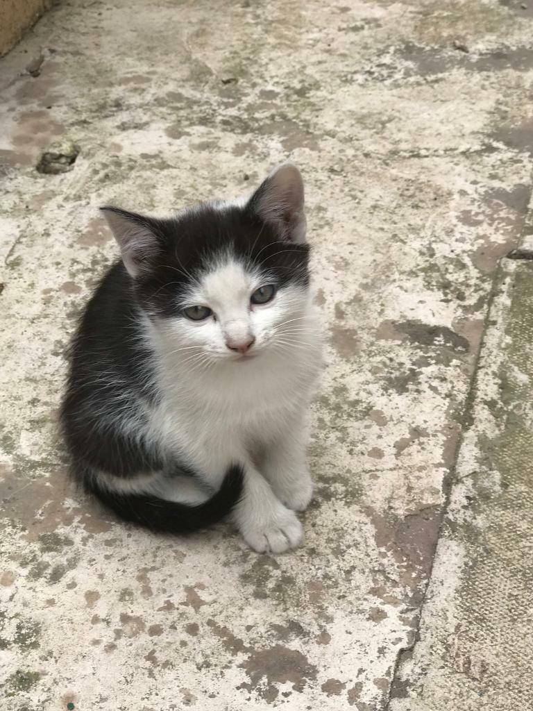 Kittens for sale in Victoria Park, Manchester Gumtree