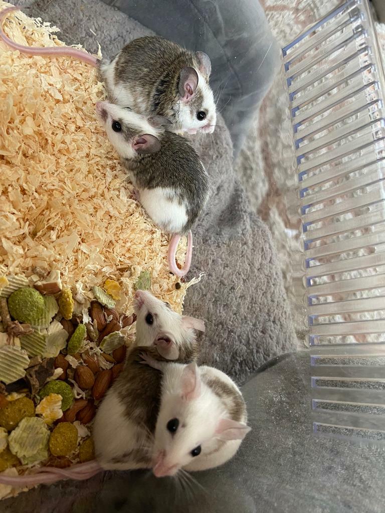 African soft fur mice in Leeds, West Yorkshire Gumtree