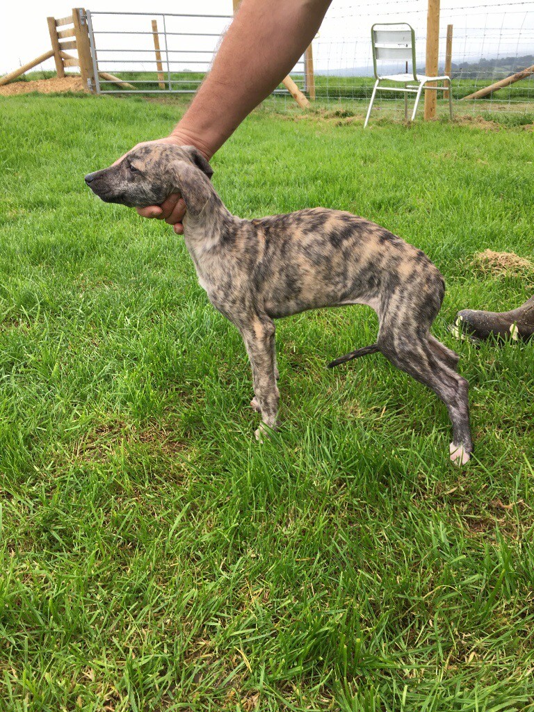 Lurcher pups in St Clears, Carmarthenshire Gumtree