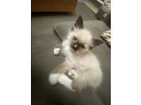 1 pure breed Ragdoll kitten boy available now 
