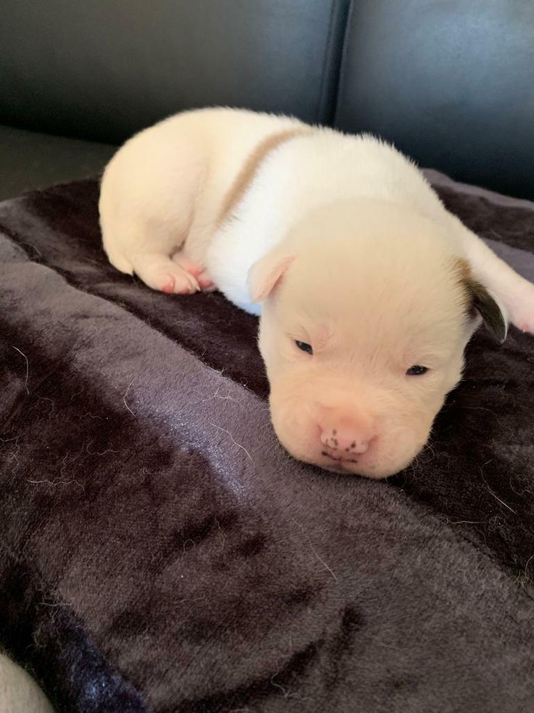 American bulldog x Japanese Akita puppies | in Lowestoft, Suffolk | Gumtree