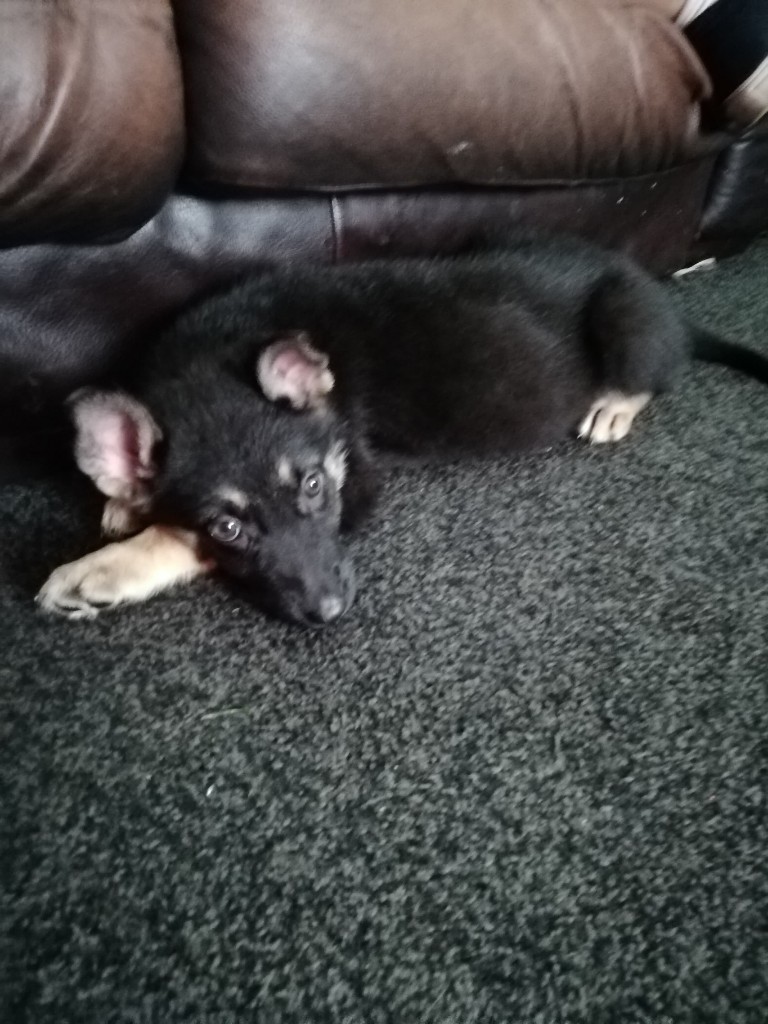 German shepherd x malamute puppies for sale in SuttoninAshfield
