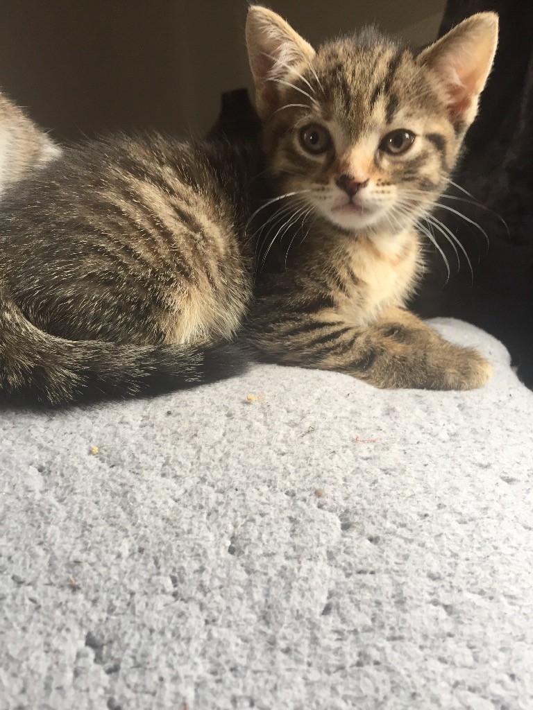 Beautiful 8 Week Old Female Tabby Kitten in Dunfermline, Fife Gumtree