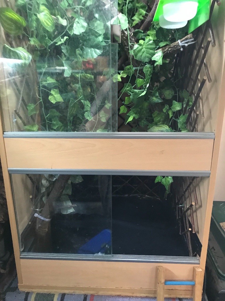 Arboreal Wood Vivarium in Brigg, Lincolnshire Gumtree