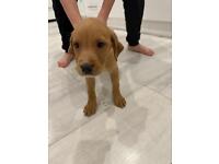 Fox Red KC Registered Labrador Puppies 🐶 