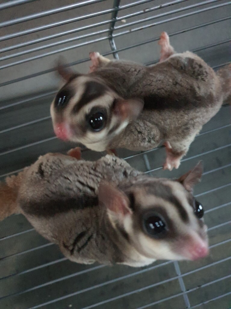 Sugar Gliders | in Londonderry, County Londonderry | Gumtree