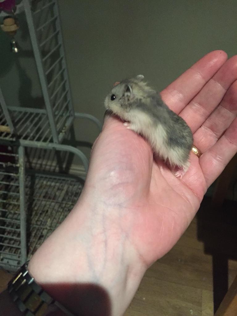Winter white hamster | in Burscough, Lancashire | Gumtree