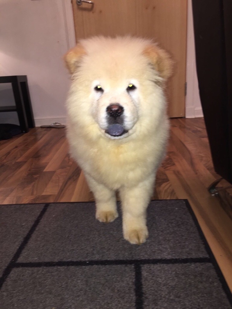 Chow chow for sale in Springburn, Glasgow Gumtree
