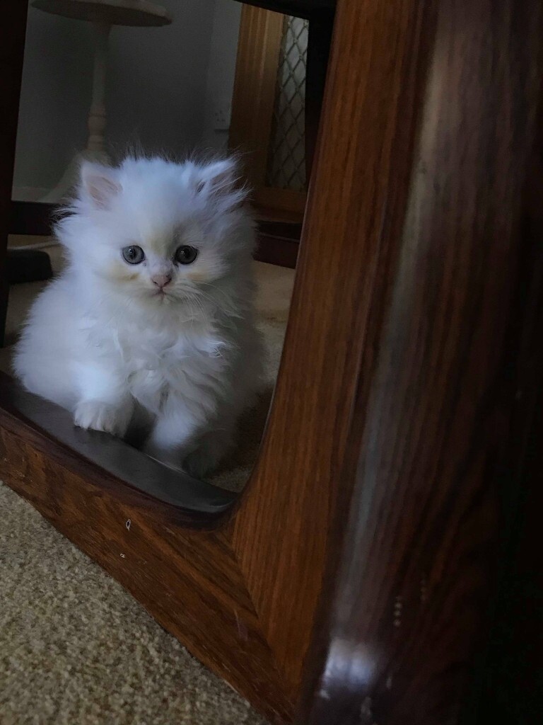Persian kittens for sale in Folkestone, Kent Gumtree
