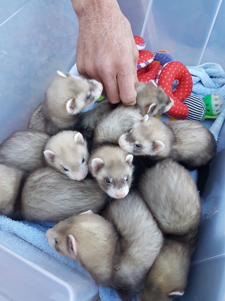 Ferret kit in Roslin, Midlothian Gumtree