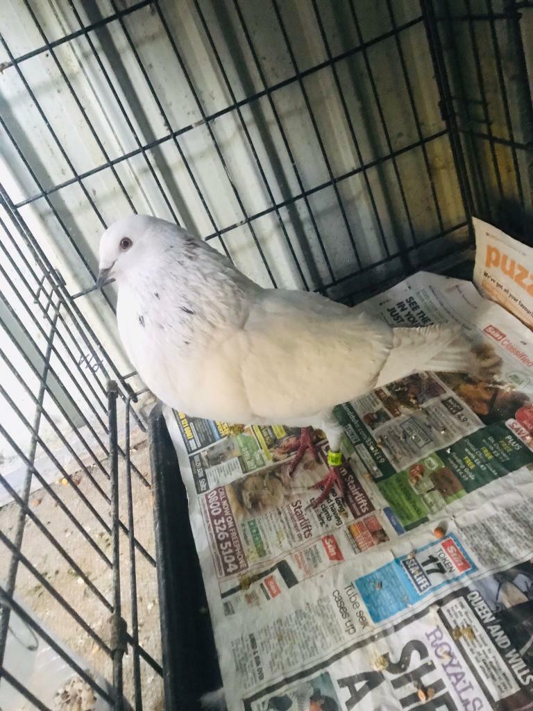 pouter-pigeons-in-beeston-west-yorkshire-gumtree