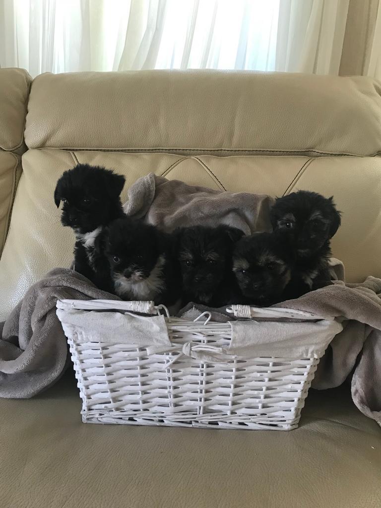 Tibetan terrier x Shih tzu puppys in Brockworth, Gloucestershire