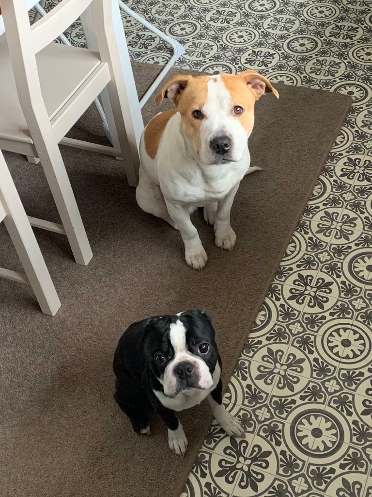 2 dogs staffy and a Boston terrier in Brimington, Derbyshire Gumtree