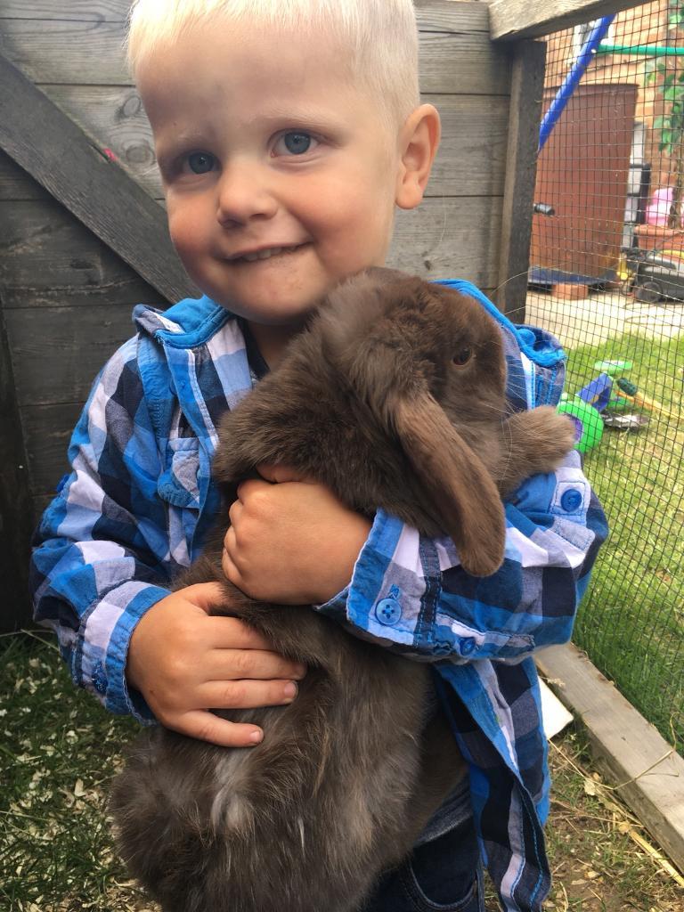 Rabbit missing in York, North Yorkshire Gumtree