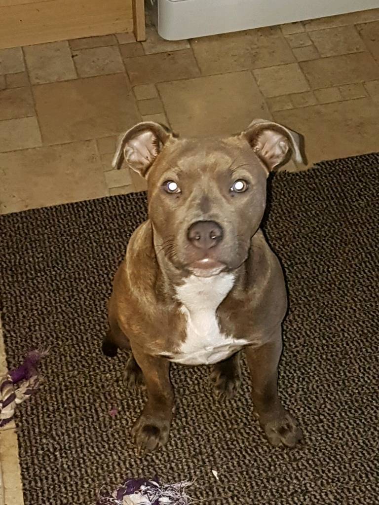 a blue brindle pocket bully cross in Exeter, Devon Gumtree