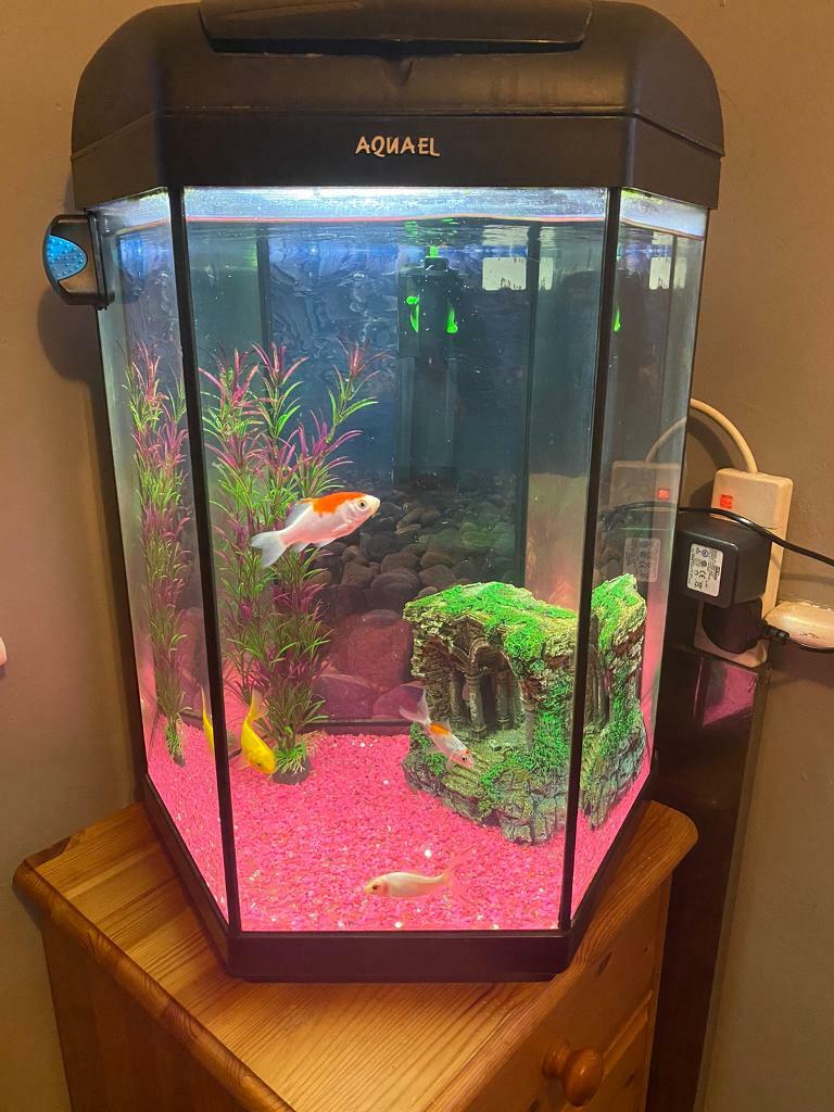 Hexagon Aquael fish tank in Hull, East Yorkshire Gumtree