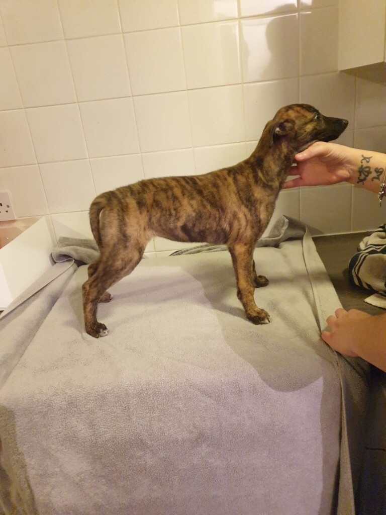 Lurcher puppies | in Loughborough, Leicestershire | Gumtree