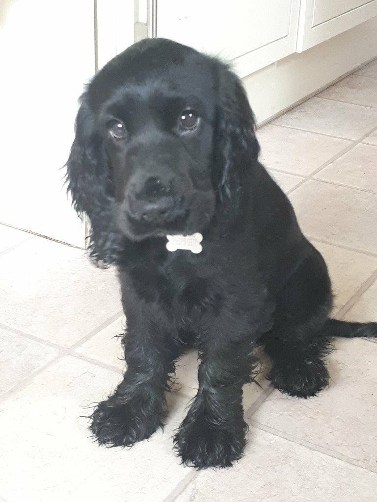 Sweet show cocker spaniel puppy for