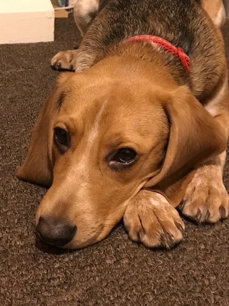 Female beagle 7 month old puppy in Mansfield, Nottinghamshire Gumtree