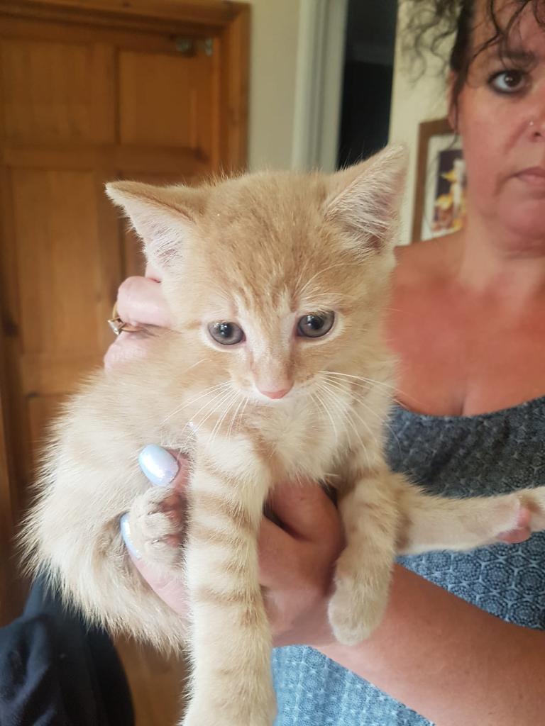 Kittens for sale! Rare peach kittens for sale in Four Marks