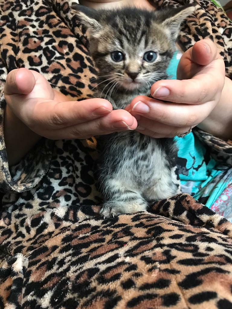 Bengal cross kittens in Sheffield, South Yorkshire Gumtree