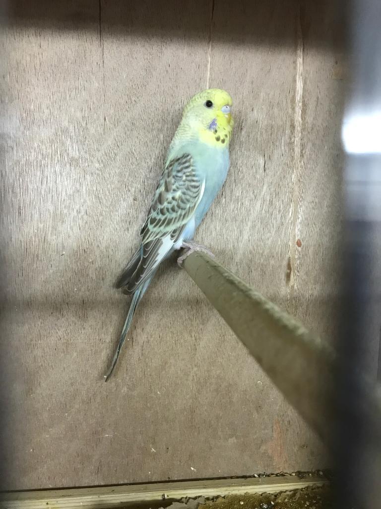 Budgie In Corby Northamptonshire Gumtree