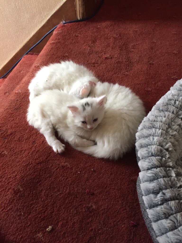 3 white fluffy long haired kittens in St Andrews, Fife Gumtree