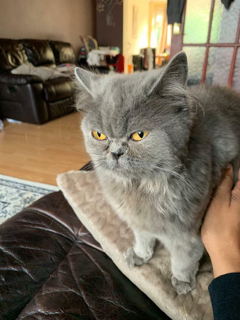 British Shorthair Female Cat | in Romford, London | Gumtree