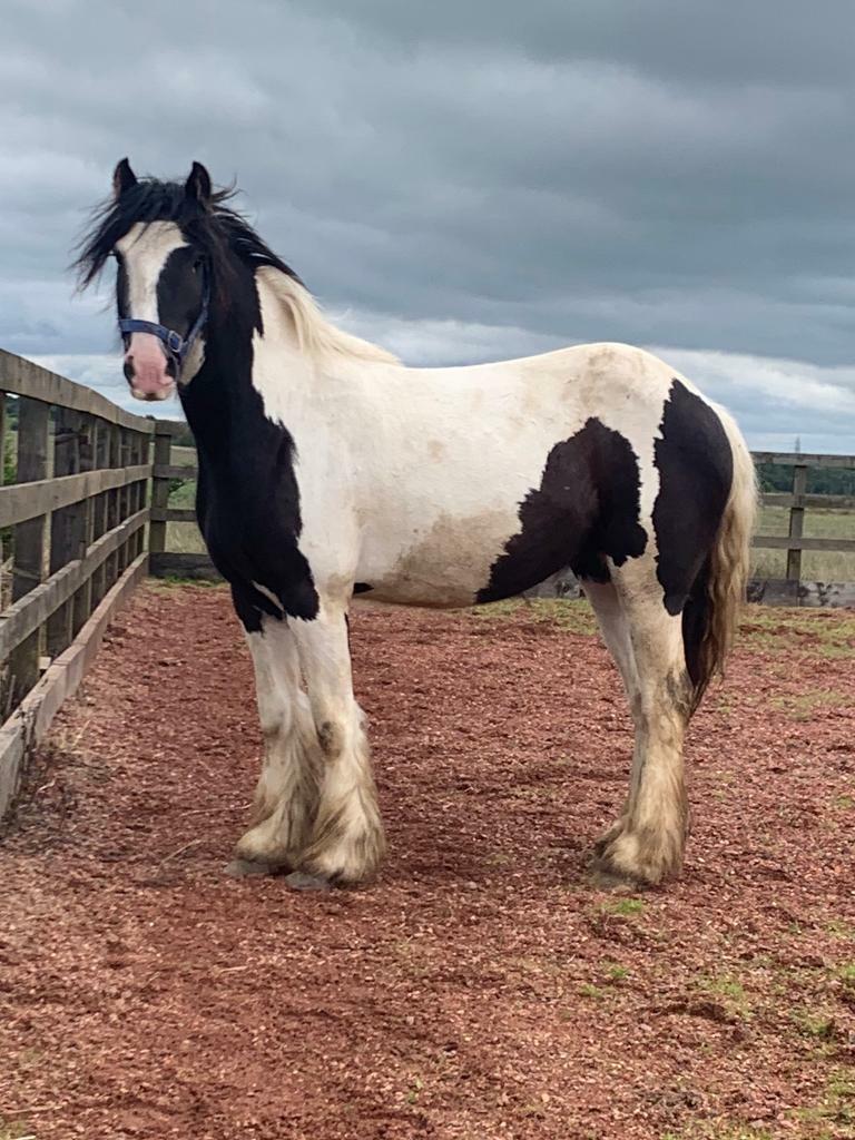 3 year old cob filly in Falkirk Gumtree