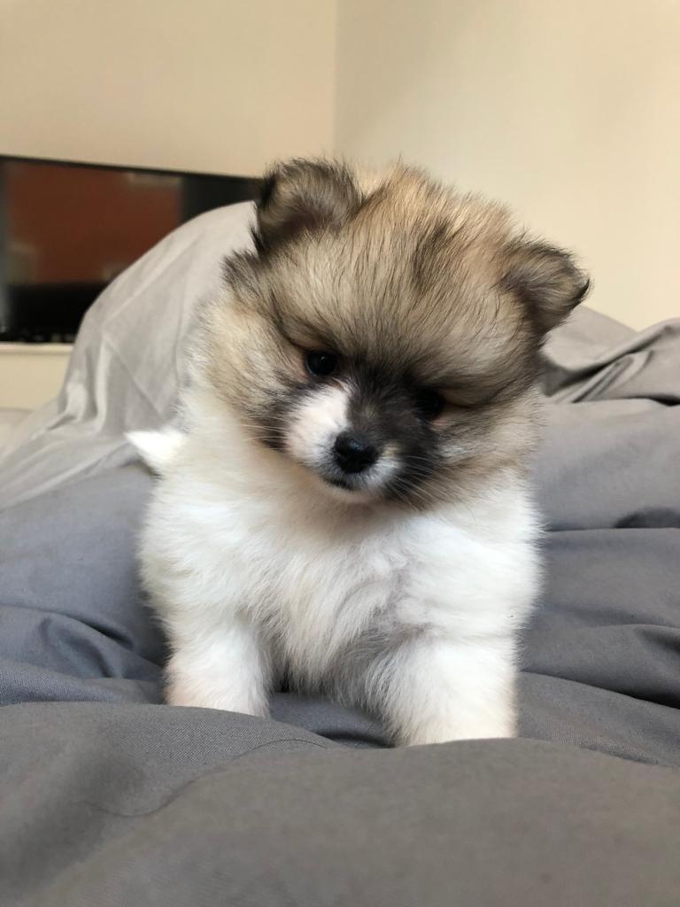 Pomeranian puppys teddy bears Last one in Paddington, London Gumtree
