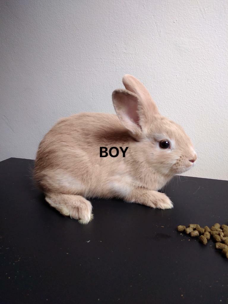 5 baby rabbits for sale in Newark, Nottinghamshire Gumtree