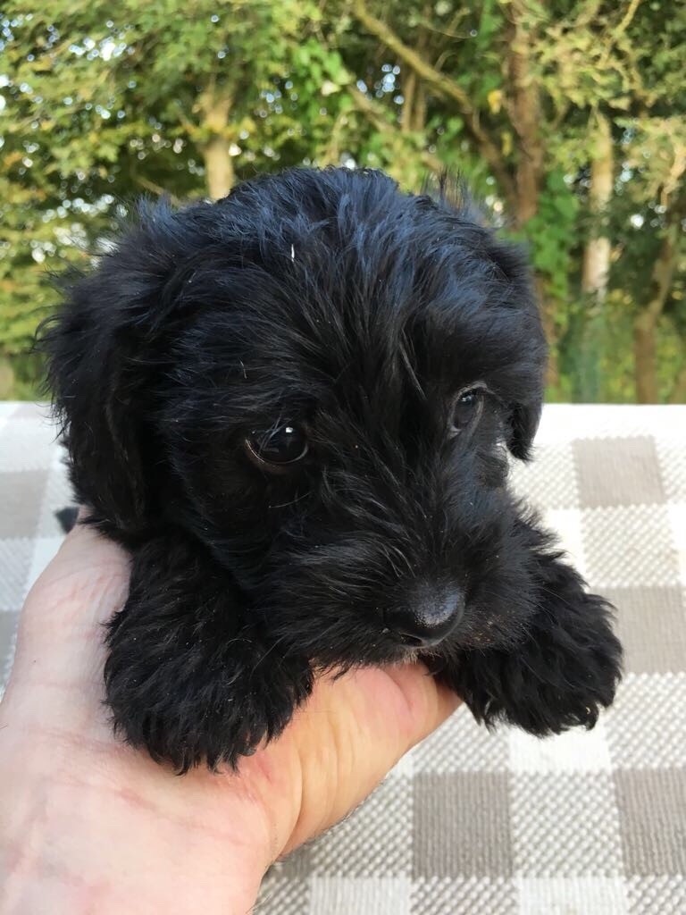 Jackapoo Puppies for sale in BourtonontheWater