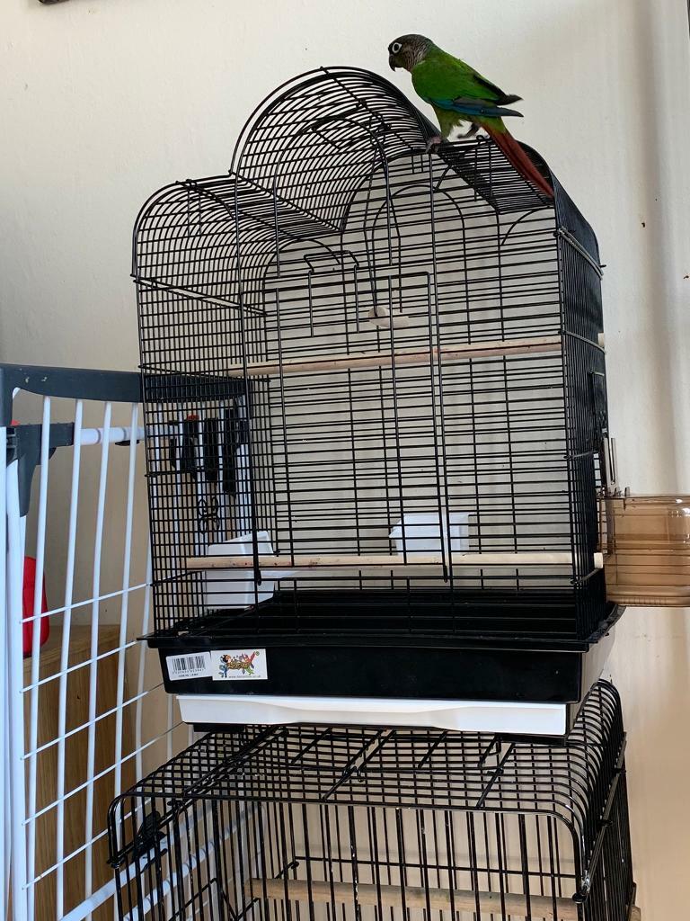 Parrot cage in Shinfield, Berkshire Gumtree
