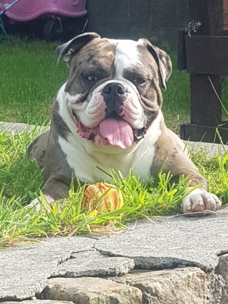 Olde tyme bulldog in Ammanford, Carmarthenshire Gumtree