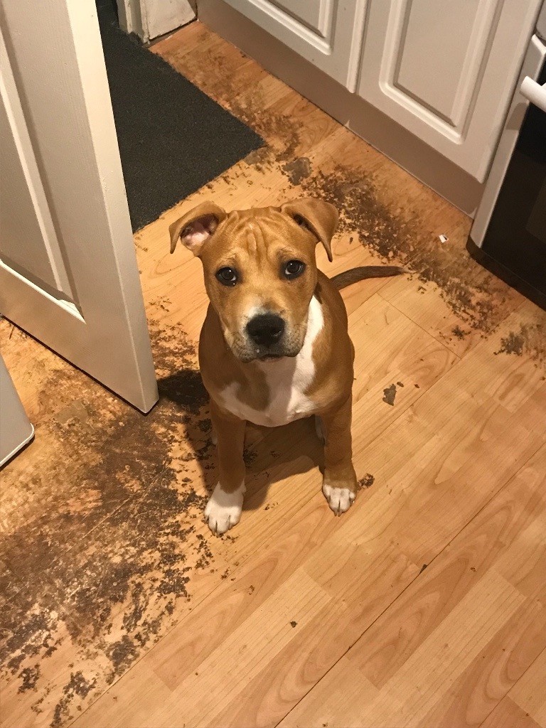 Staffordshire bull terrier cross lurcher in BurtononTrent