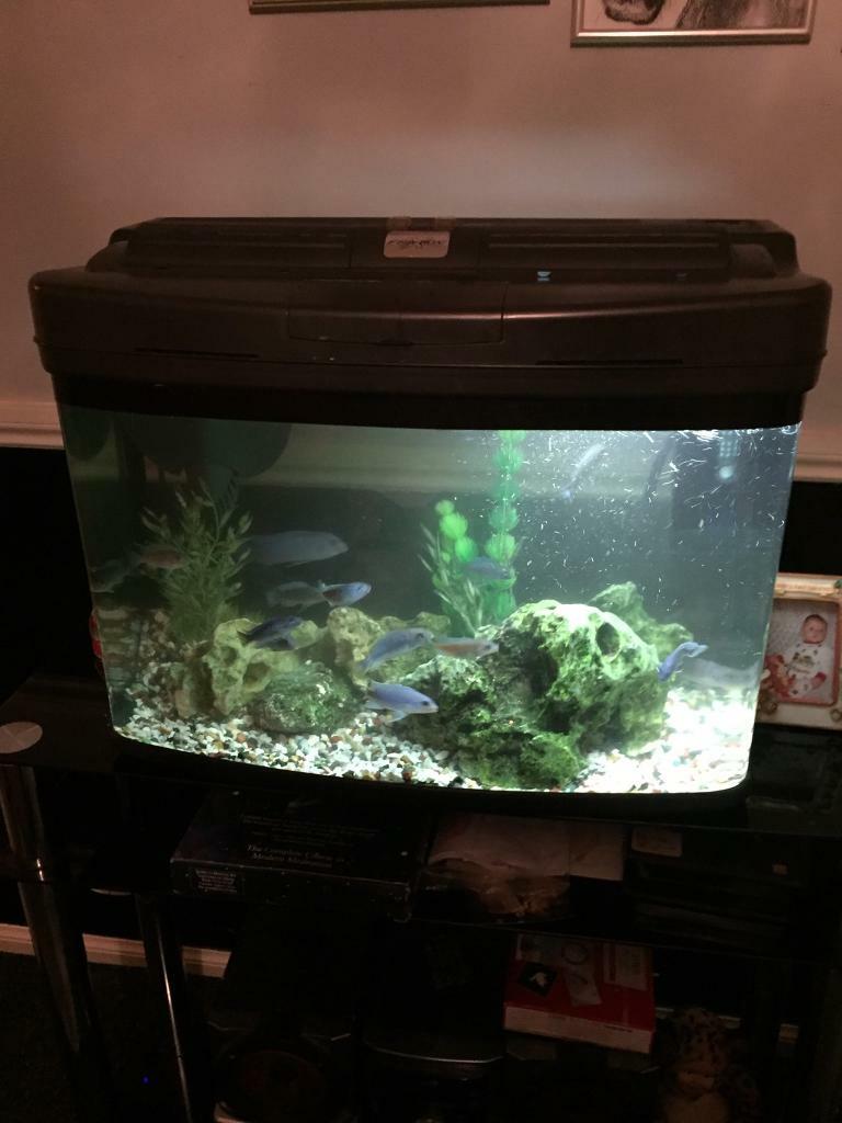 Fish tank FOR SALE in Bonnyrigg, Midlothian Gumtree