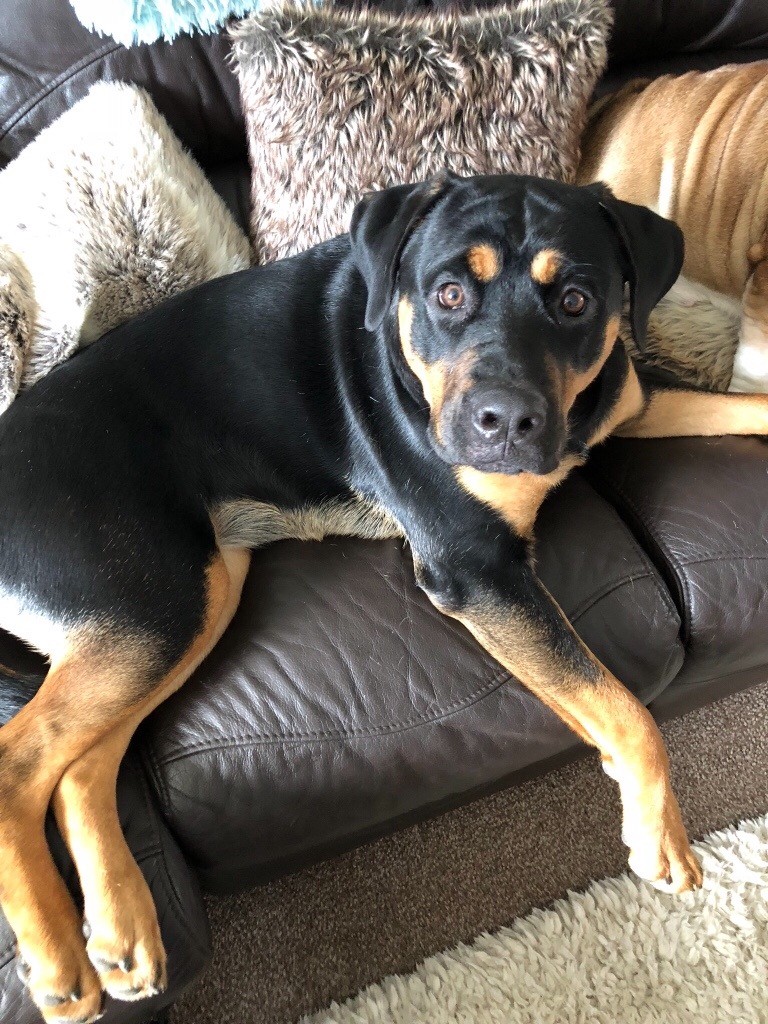 Rottweiler x German shepherd in Benfleet, Essex Gumtree