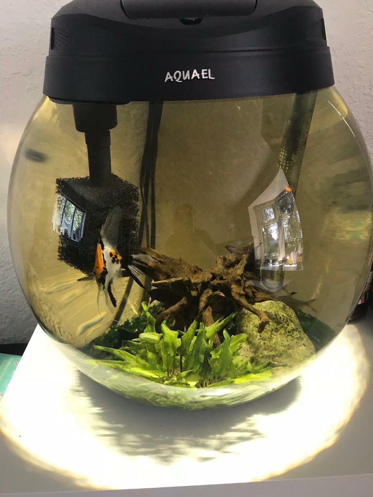 Aquarium Fish Tank. Aquael Sphere 45 litre tank. Excellent condition