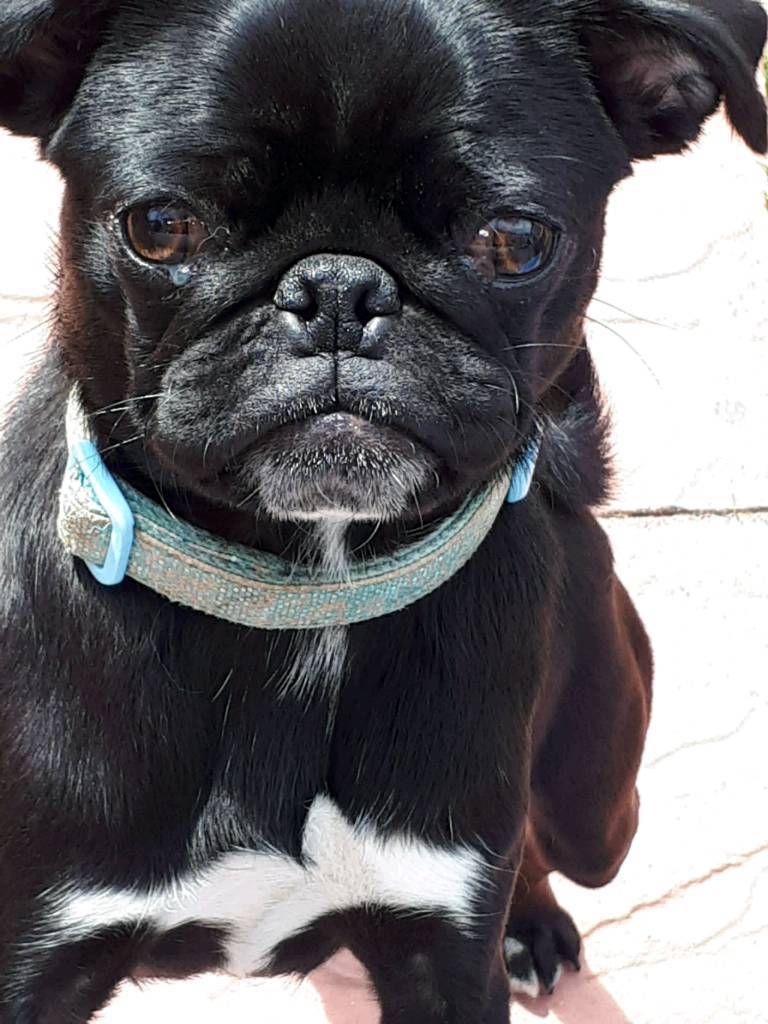 Full Pedigree Pug For Sale in Hartlepool, County Durham Gumtree