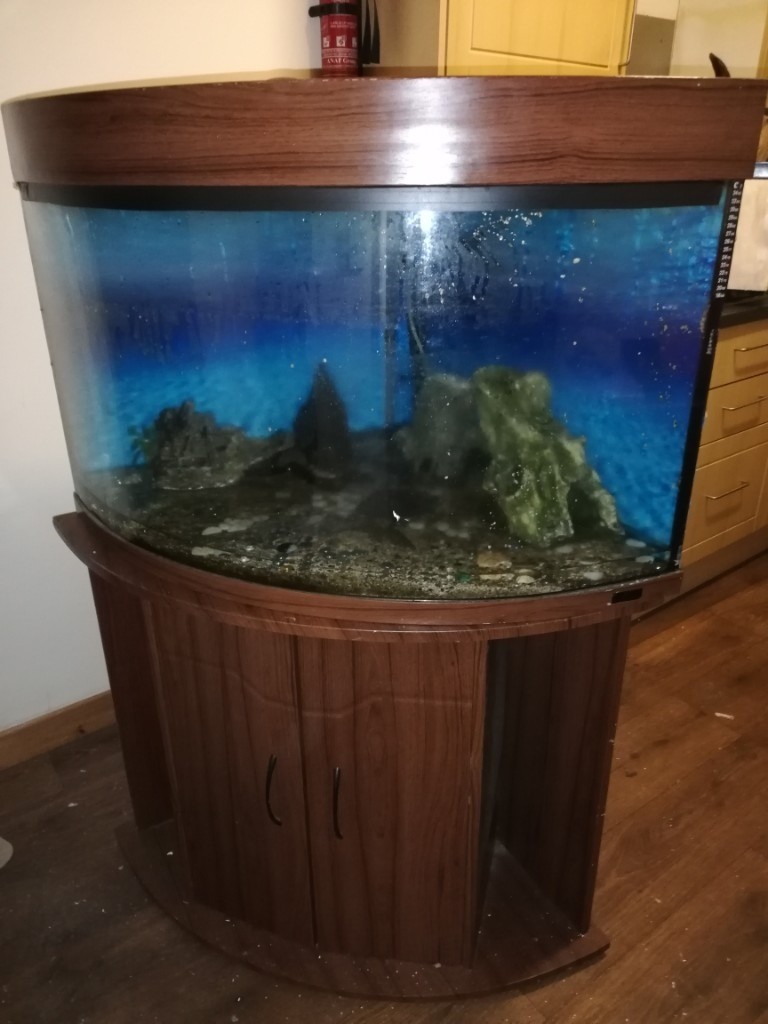 Large luxury corner fish tank in Walthamstow, London Gumtree