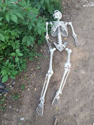 5.4ft Halloween Skeleton Full Body Life Size Skeleton Bones with Movable Joints