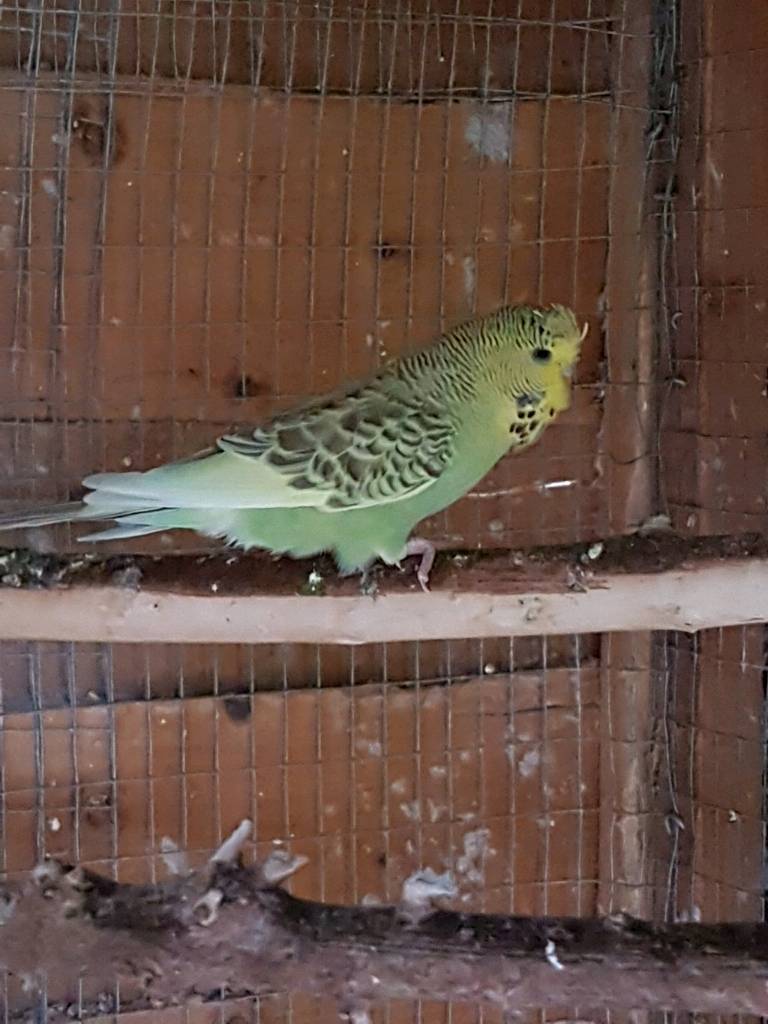 2 Baby Budgies for sale in Thame, Oxfordshire Gumtree