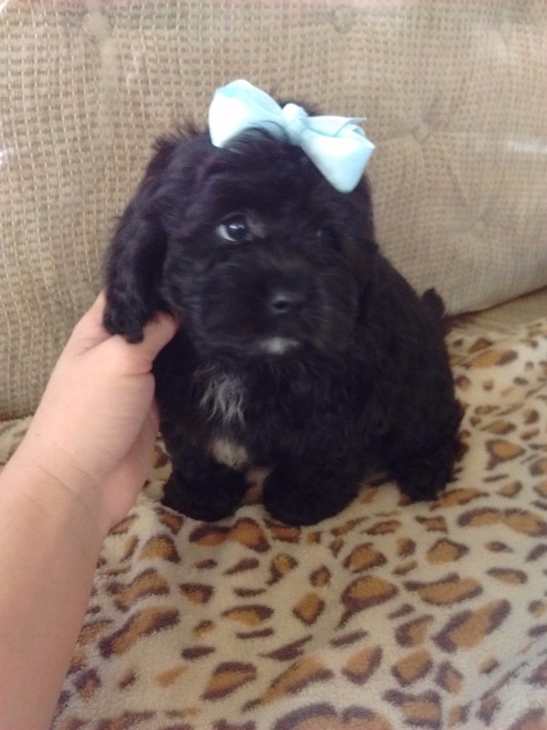 Shih tzu x toy poodle in Goole, East Yorkshire Gumtree