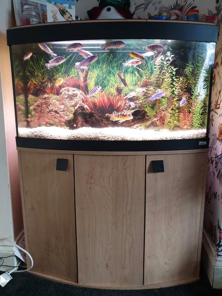 Fluval bow fronted 180 fish tank in StokeonTrent, Staffordshire Gumtree