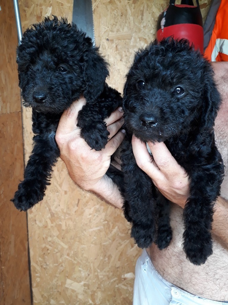 Miniature poodle x bedlington pups in Norwich, Norfolk Gumtree
