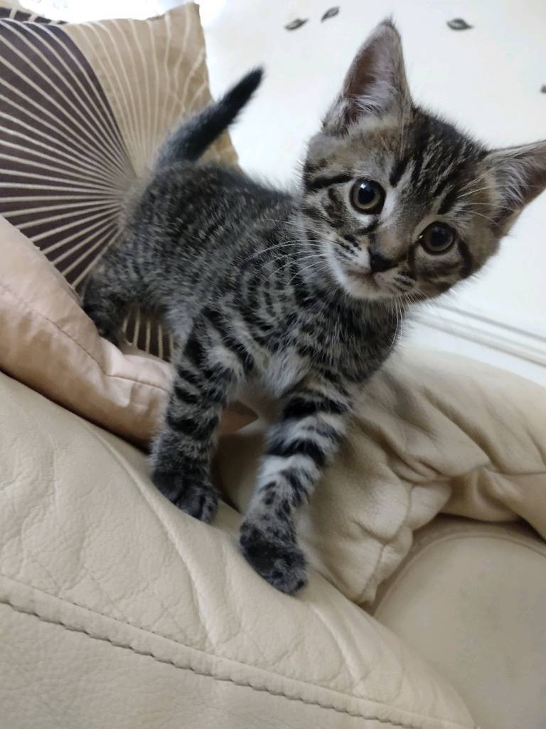 Kittens in Ramsgate, Kent Gumtree