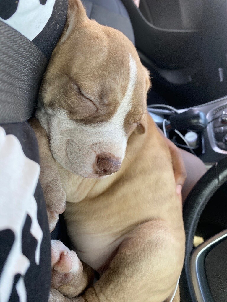 AMERICAN BULLY XL PUPPY FOR SALE 11 WEEKS OLD MALE in Romford