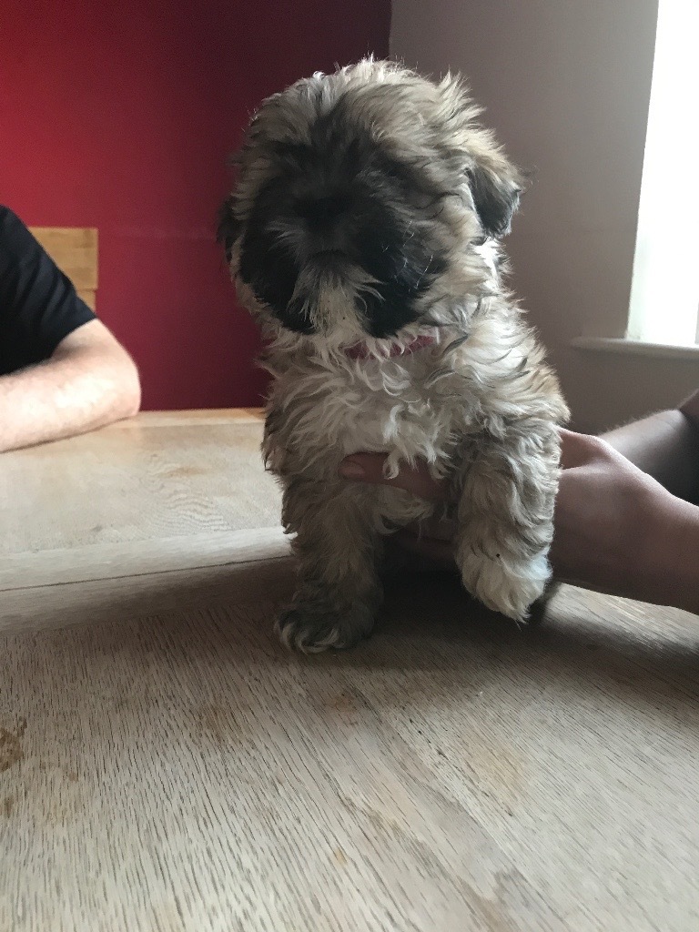 Lhasa apso cross shih tzu puppies in Hull, East Yorkshire Gumtree