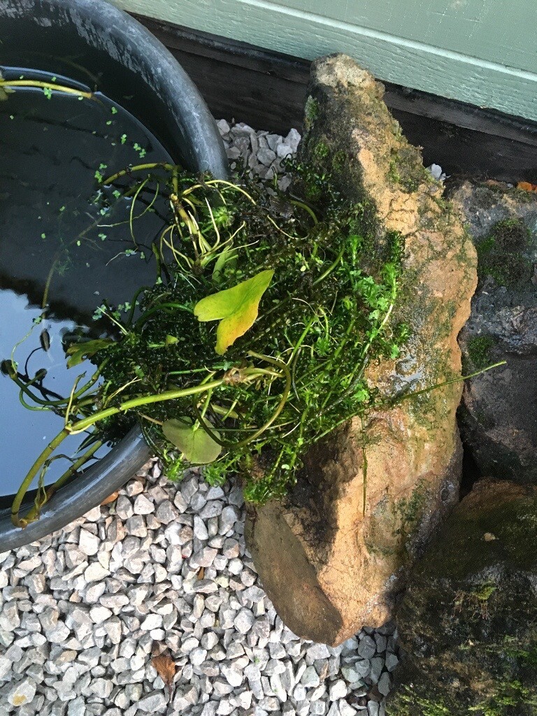 Oxygenating pond plants in Wollaton, Nottinghamshire Gumtree